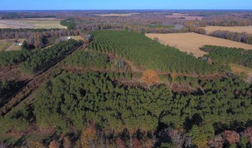 Photo of UNDER CONTRACT!  70.53 Acres of Hunting and Timber Land For Sale in Edgecombe County NC!