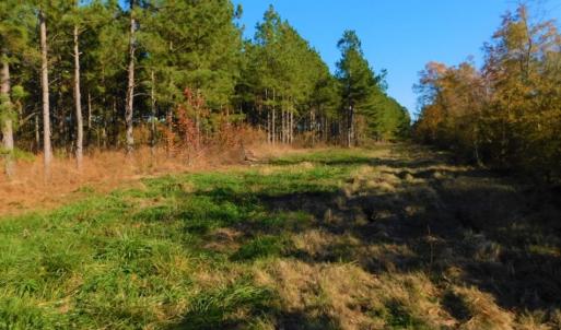 Photo of UNDER CONTRACT!  70.53 Acres of Hunting and Timber Land For Sale in Edgecombe County NC!