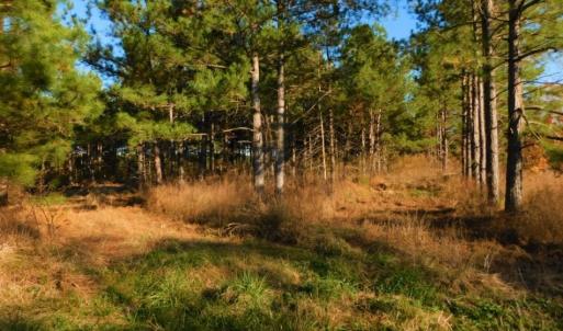 Photo of UNDER CONTRACT!  70.53 Acres of Hunting and Timber Land For Sale in Edgecombe County NC!