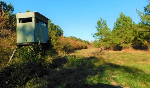Photo of UNDER CONTRACT!  70.53 Acres of Hunting and Timber Land For Sale in Edgecombe County NC!