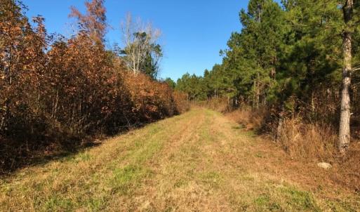Photo of UNDER CONTRACT!  70.53 Acres of Hunting and Timber Land For Sale in Edgecombe County NC!