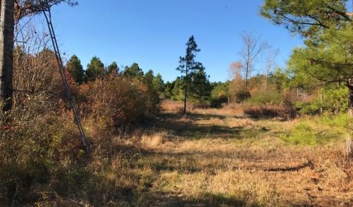 Photo of UNDER CONTRACT!  70.53 Acres of Hunting and Timber Land For Sale in Edgecombe County NC!