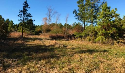 Photo of UNDER CONTRACT!  70.53 Acres of Hunting and Timber Land For Sale in Edgecombe County NC!