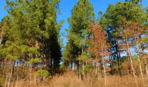 Photo of UNDER CONTRACT!  70.53 Acres of Hunting and Timber Land For Sale in Edgecombe County NC!