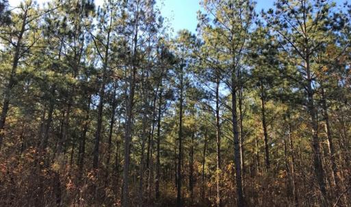 Photo of UNDER CONTRACT!  70.53 Acres of Hunting and Timber Land For Sale in Edgecombe County NC!