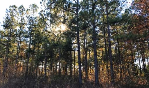 Photo of UNDER CONTRACT!  70.53 Acres of Hunting and Timber Land For Sale in Edgecombe County NC!