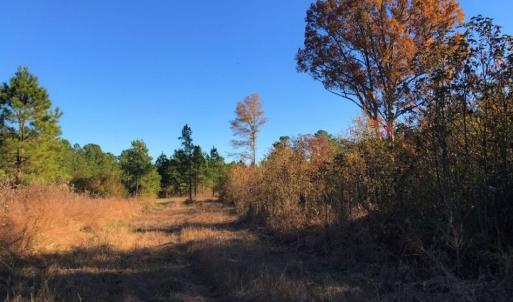 Photo of UNDER CONTRACT!  70.53 Acres of Hunting and Timber Land For Sale in Edgecombe County NC!