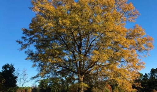 Photo of UNDER CONTRACT!  70.53 Acres of Hunting and Timber Land For Sale in Edgecombe County NC!