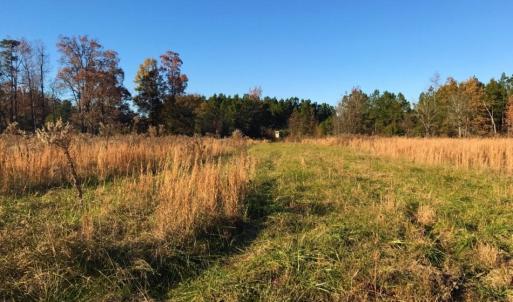 Photo of UNDER CONTRACT!  70.53 Acres of Hunting and Timber Land For Sale in Edgecombe County NC!