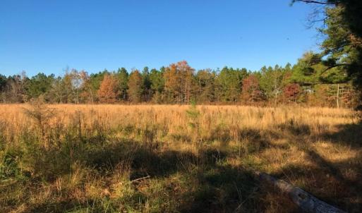 Photo of UNDER CONTRACT!  70.53 Acres of Hunting and Timber Land For Sale in Edgecombe County NC!