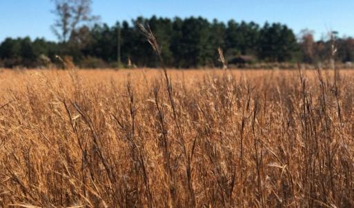 Photo of UNDER CONTRACT!  70.53 Acres of Hunting and Timber Land For Sale in Edgecombe County NC!