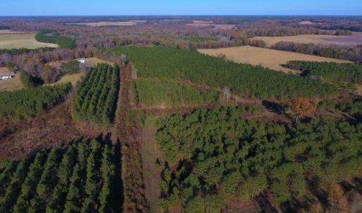 Photo of UNDER CONTRACT!  70.53 Acres of Hunting and Timber Land For Sale in Edgecombe County NC!
