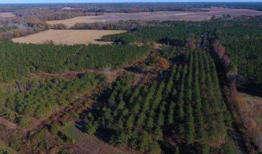 Photo of UNDER CONTRACT!  70.53 Acres of Hunting and Timber Land For Sale in Edgecombe County NC!