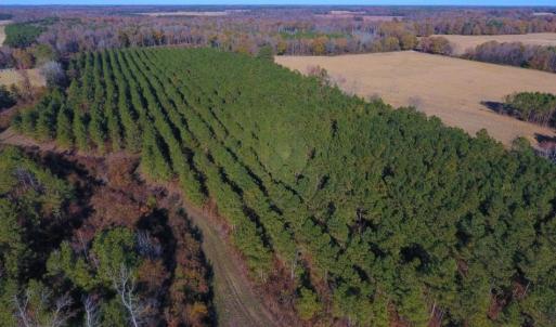 Photo of UNDER CONTRACT!  70.53 Acres of Hunting and Timber Land For Sale in Edgecombe County NC!