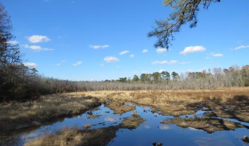 Photo of UNDER CONTRACT!  131 Acres of Hunting and Timber Land For Sale in Robeson County NC!