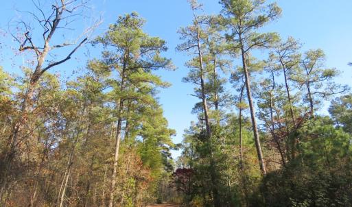 Photo of UNDER CONTRACT!  131 Acres of Hunting and Timber Land For Sale in Robeson County NC!