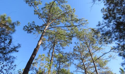 Photo of UNDER CONTRACT!  131 Acres of Hunting and Timber Land For Sale in Robeson County NC!