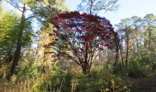 Photo of UNDER CONTRACT!  131 Acres of Hunting and Timber Land For Sale in Robeson County NC!