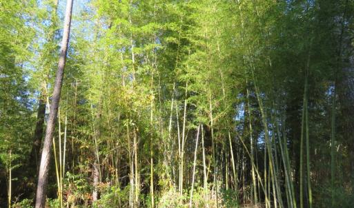 Photo of UNDER CONTRACT!  131 Acres of Hunting and Timber Land For Sale in Robeson County NC!