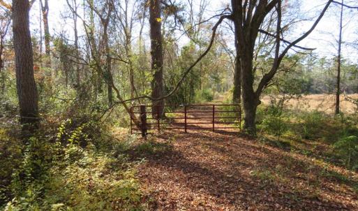 Photo of UNDER CONTRACT!  131 Acres of Hunting and Timber Land For Sale in Robeson County NC!