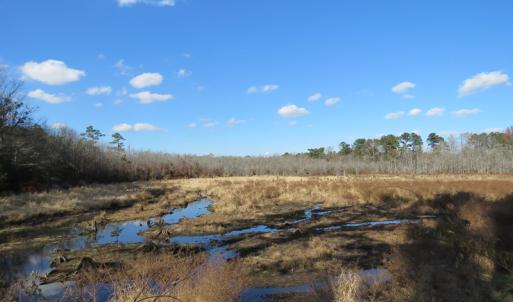 Photo of UNDER CONTRACT!  131 Acres of Hunting and Timber Land For Sale in Robeson County NC!