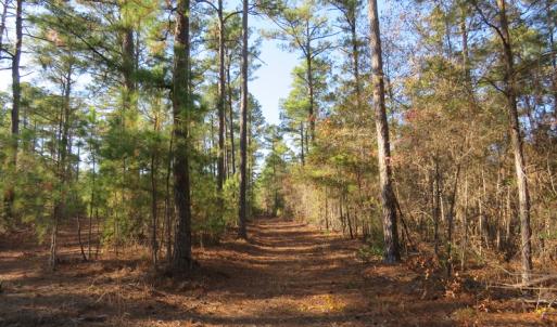 Photo of UNDER CONTRACT!  131 Acres of Hunting and Timber Land For Sale in Robeson County NC!