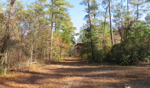 Photo of UNDER CONTRACT!  131 Acres of Hunting and Timber Land For Sale in Robeson County NC!