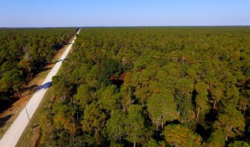 Photo of UNDER CONTRACT!  60 Acres of Bear and Deer Hunting Land For Sale in Hyde County NC!
