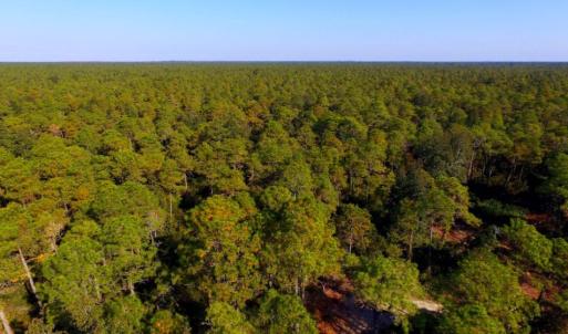 Photo of UNDER CONTRACT!  60 Acres of Bear and Deer Hunting Land For Sale in Hyde County NC!