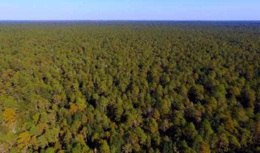 Photo of UNDER CONTRACT!  60 Acres of Bear and Deer Hunting Land For Sale in Hyde County NC!