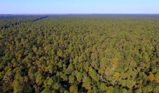 Photo of UNDER CONTRACT!  60 Acres of Bear and Deer Hunting Land For Sale in Hyde County NC!