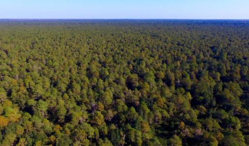 Photo of UNDER CONTRACT!  60 Acres of Bear and Deer Hunting Land For Sale in Hyde County NC!