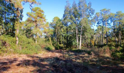 Photo of UNDER CONTRACT!  60 Acres of Bear and Deer Hunting Land For Sale in Hyde County NC!