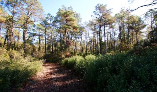 Photo of UNDER CONTRACT!  60 Acres of Bear and Deer Hunting Land For Sale in Hyde County NC!
