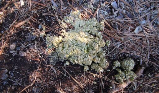 Photo of UNDER CONTRACT!  60 Acres of Bear and Deer Hunting Land For Sale in Hyde County NC!
