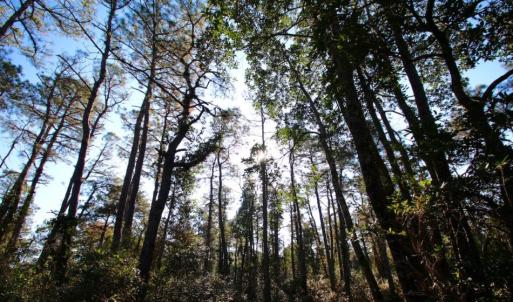 Photo of UNDER CONTRACT!  60 Acres of Bear and Deer Hunting Land For Sale in Hyde County NC!