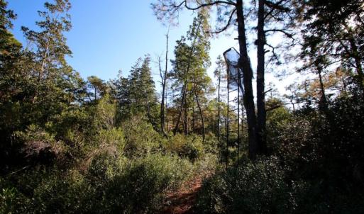 Photo of UNDER CONTRACT!  60 Acres of Bear and Deer Hunting Land For Sale in Hyde County NC!