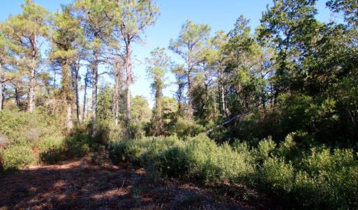 Photo of UNDER CONTRACT!  60 Acres of Bear and Deer Hunting Land For Sale in Hyde County NC!