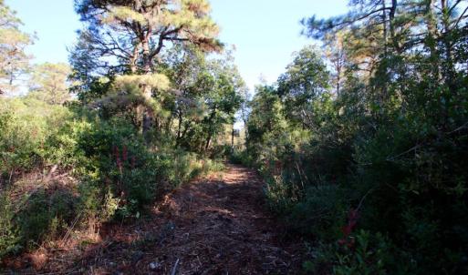 Photo of UNDER CONTRACT!  60 Acres of Bear and Deer Hunting Land For Sale in Hyde County NC!