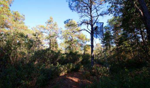 Photo of UNDER CONTRACT!  60 Acres of Bear and Deer Hunting Land For Sale in Hyde County NC!
