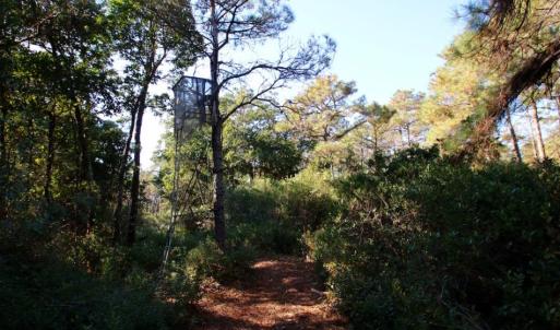 Photo of UNDER CONTRACT!  60 Acres of Bear and Deer Hunting Land For Sale in Hyde County NC!
