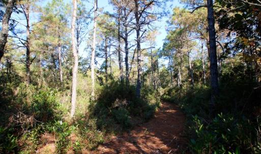 Photo of UNDER CONTRACT!  60 Acres of Bear and Deer Hunting Land For Sale in Hyde County NC!