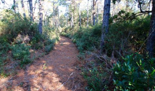 Photo of UNDER CONTRACT!  60 Acres of Bear and Deer Hunting Land For Sale in Hyde County NC!