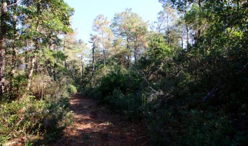 Photo of UNDER CONTRACT!  60 Acres of Bear and Deer Hunting Land For Sale in Hyde County NC!