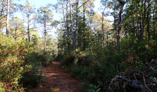 Photo of UNDER CONTRACT!  60 Acres of Bear and Deer Hunting Land For Sale in Hyde County NC!