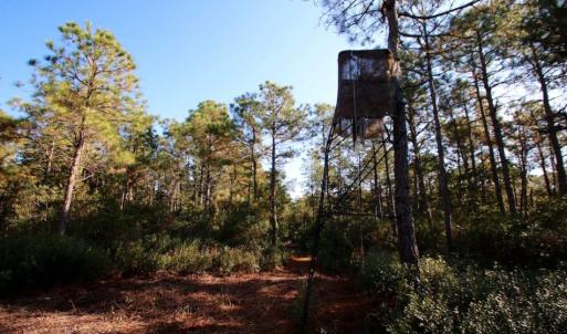 Photo of UNDER CONTRACT!  60 Acres of Bear and Deer Hunting Land For Sale in Hyde County NC!