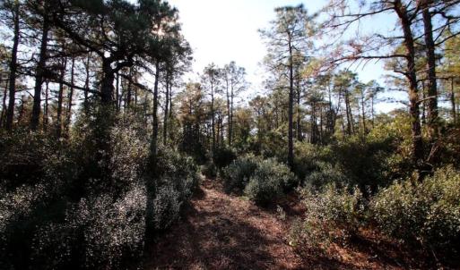 Photo of UNDER CONTRACT!  60 Acres of Bear and Deer Hunting Land For Sale in Hyde County NC!