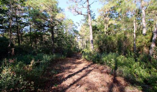 Photo of UNDER CONTRACT!  60 Acres of Bear and Deer Hunting Land For Sale in Hyde County NC!