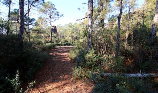 Photo of UNDER CONTRACT!  60 Acres of Bear and Deer Hunting Land For Sale in Hyde County NC!