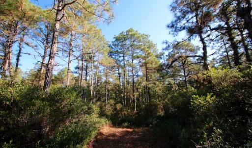 Photo of UNDER CONTRACT!  60 Acres of Bear and Deer Hunting Land For Sale in Hyde County NC!